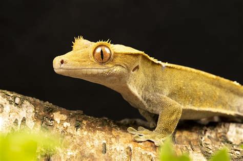 Adopting a Crested Gecko: What You Need to Know – Alligator & Wildlife ...