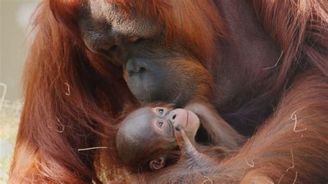 Adorable baby orangutan born at Busch Gardens   Story ...
