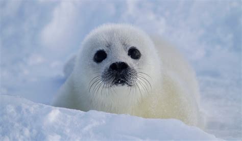 Adorable bebé foca :: Imágenes y fotos