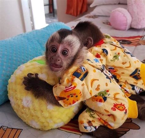Adorable Capuchin Monkeys FOR SALE ADOPTION from ...