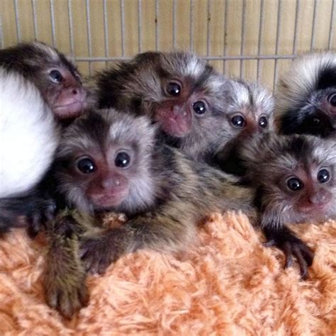 Adorable marmosets available FOR SALE ADOPTION from ...