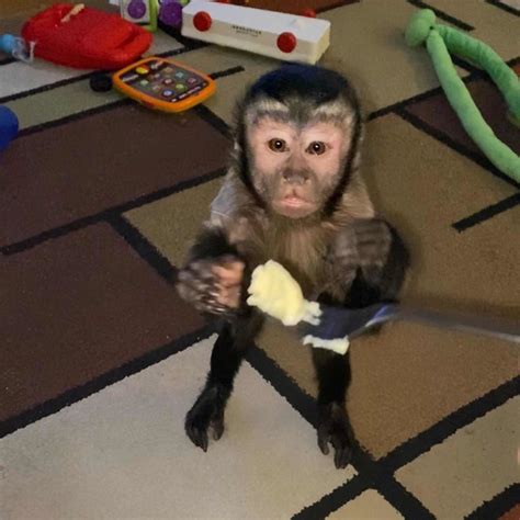 Adorable Mono Capuchino Disponible | Mercado Libre