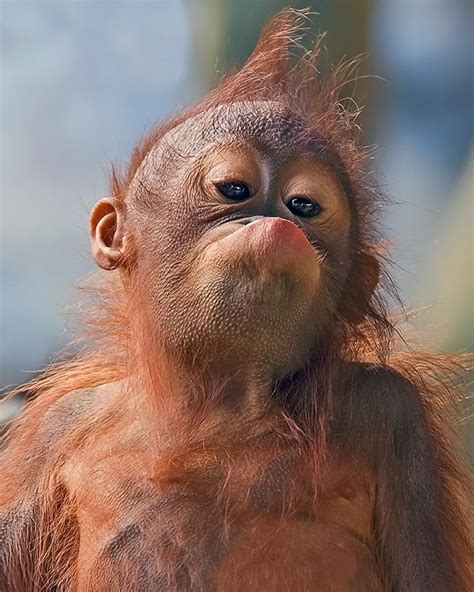Adorable young orangutan..... | Funny animals, Monkey ...