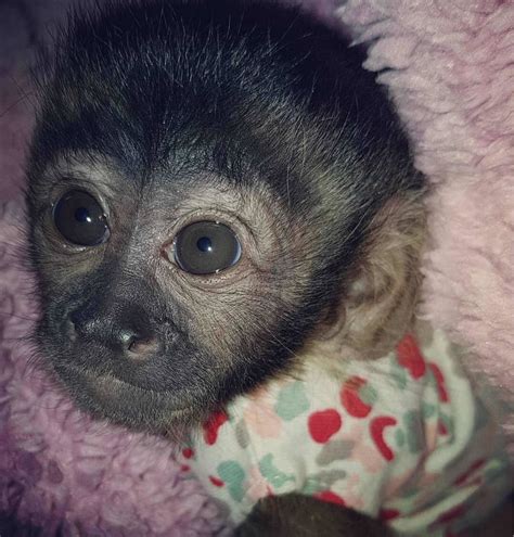 Adorables Monos Capuchinos Disponibles | Mercado Libre