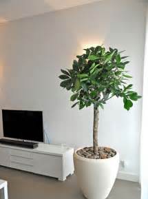 Adorna tu casa con plantas decorativas para interiores