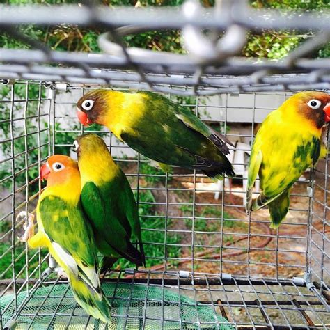 Adult Lovebirds Available NOW! | Birds For Sale ...