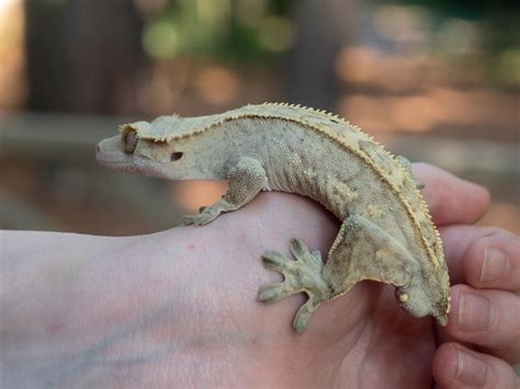 Adult Male Yellow Crested Gecko | Emerald Scales