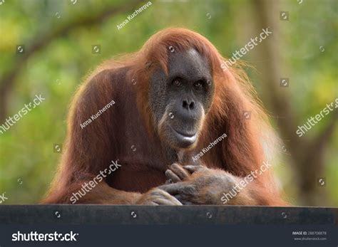 Adult Orangutan Looking Straight At Camera Stock Photo ...