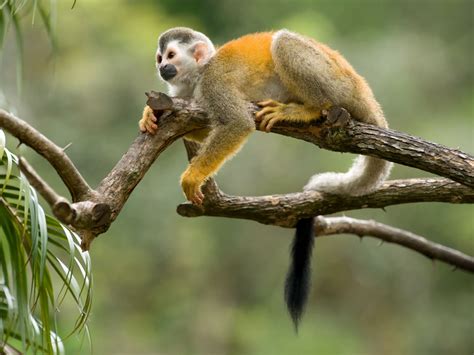 Advierten sanciones por especies de mono en cautiverio ...