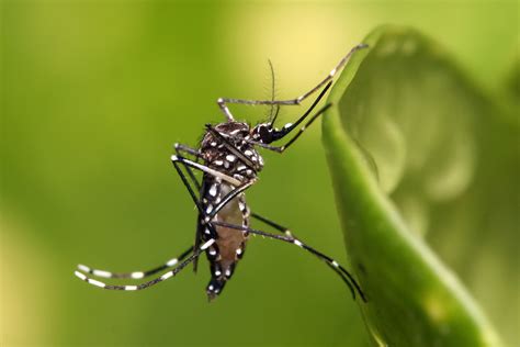 Aedes aegypti   Wikipedia, la enciclopedia libre
