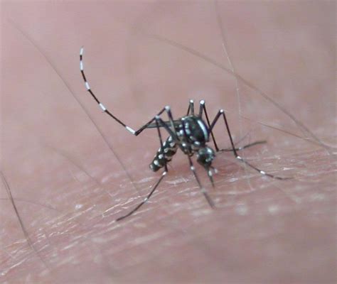 Aedes albopictus – Wikipédia, a enciclopédia livre