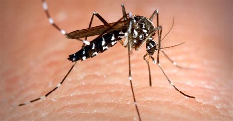 Aedes Albopictus, the Asian Tiger Mosquito – Guardian Pest ...