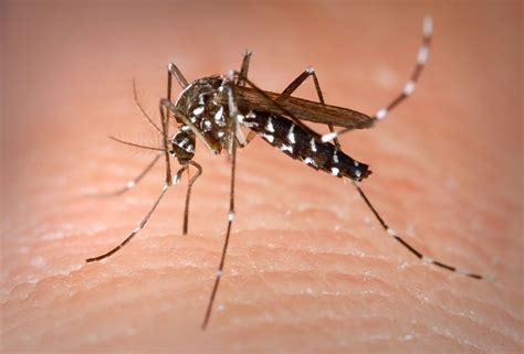 Aedes albopictus   Wikipedia, la enciclopedia libre