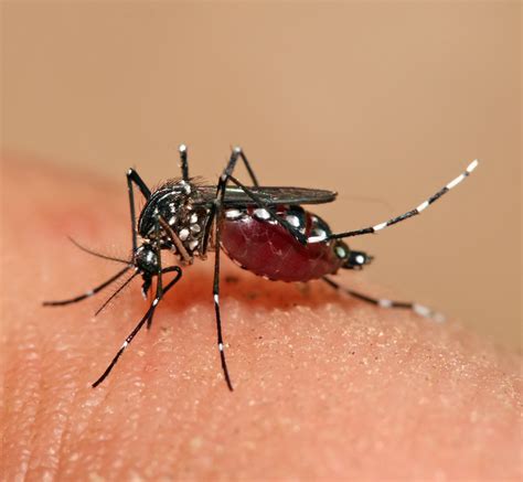 Aedes   Wikipedia
