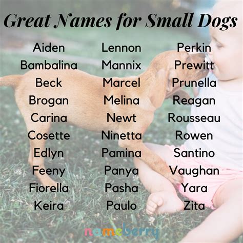 Aesthetic Names For Female Dogs