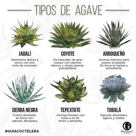 Afbeeldingsresultaat voor agave | Planta de agave, Tipos ...