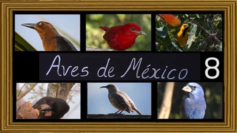 Afirma Profepa 10 Aves Canoras Y De Ornato En Torreón ...