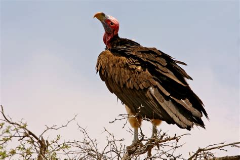 Africa   Birds of Prey & Scavengers   Nature Photography
