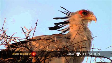Africa s most unusual bird of prey   YouTube