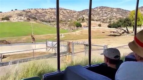 Africa Tram at San Diego Zoo Safari Park   YouTube