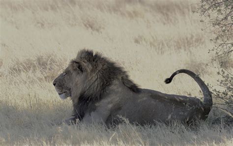 African Lion  Panthera leo melanochaita | After feeding on ...