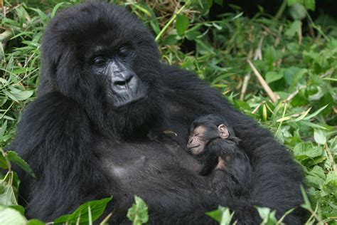 African Mountain Gorilla Population 2018: increase in ...