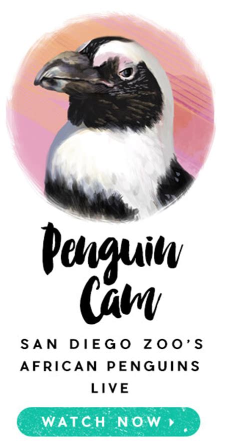 African Penguin | San Diego Zoo Animals & Plants