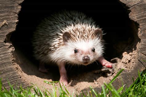 African Pygmy Hedgehog   Animal Facts Encyclopedia