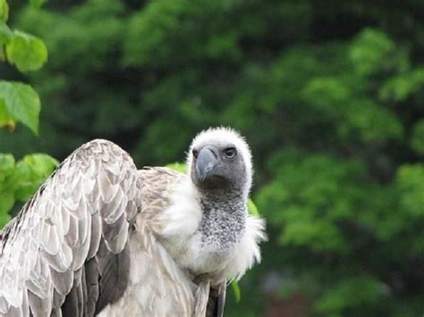 African White Backed Vulture | Buitre, Aves