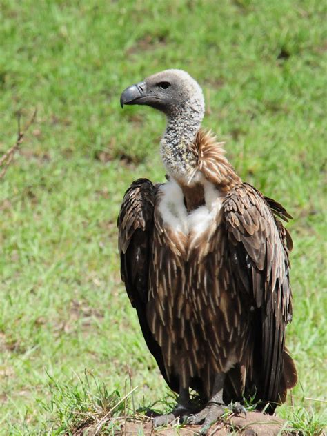 African White backed Vulture | Gyps africanus, Northern ...