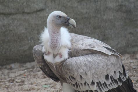 African White Backed Vulture   ZooChat