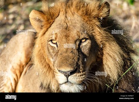 Afrikanischer Löwe  Panthera leo melanochaita  in Botswana ...