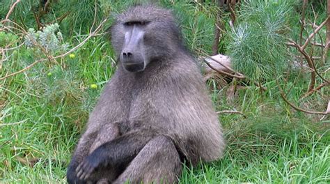 Afrique du Sud: babouins abattus dans des plantations ...