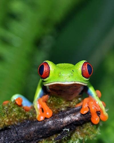 Agalychnis callidryas | @ Costa Rica Rara Avis Lodge | Flickr