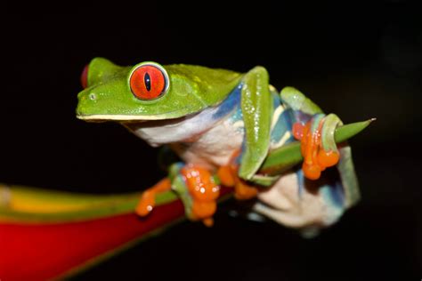 Agalychnis callidryas   Frogs & Co