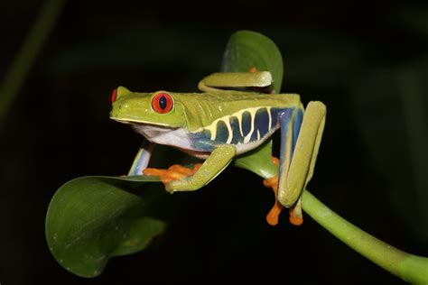 Agalychnis callidryas   Frogs & Co