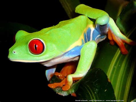 Agalychnis callidryas : Grenouille rainette aux yeux rouges