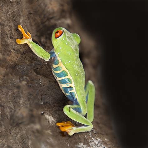 Agalychnis callidryas  Red Eyed Tree frog    Jungle Jewel ...