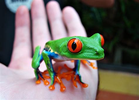 Agalychnis callidryas – The Red eyed Treefrog