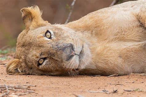 Agami   Lion, Panthera leo melanochaita
