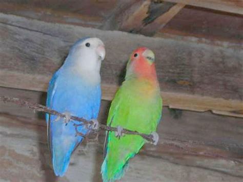 agaporni | Parrot, Bird, Animals