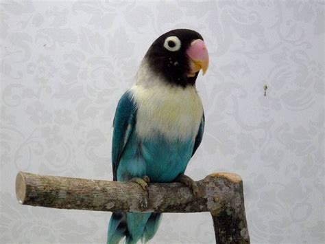 Agaporni personata azul zafiro | Uñas azules, Mascotas, Aves