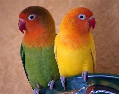 Agapornis | African lovebirds, Beautiful birds, Love birds