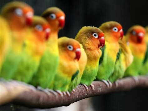 Agapornis | Aves pajaros, Fotos de aves, Loros