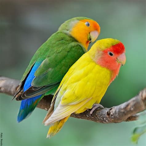 Agapornis: cuidados para estas hermosas aves | Vibra