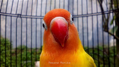 Agapornis Fischeri Pastel Yellow | Love birds, Species, Parrot