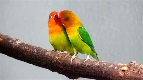 Agapornis o lovebirds, los pájaros del amor   Hogarmania