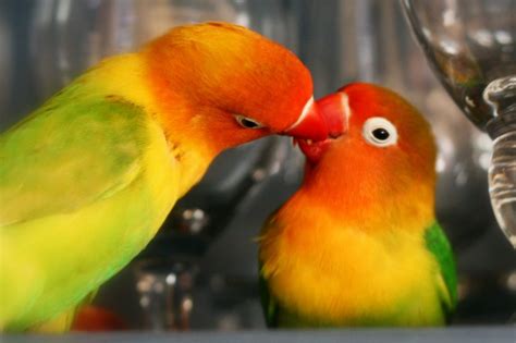 Agapornis | Pássaros do amor, Pássaros, Passaros silvestres