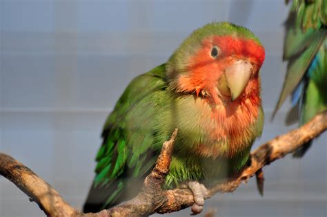 Agapornis Roseicollis | Aves Exóticas