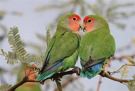 Agapornis Roseicollis | Aves Exóticas